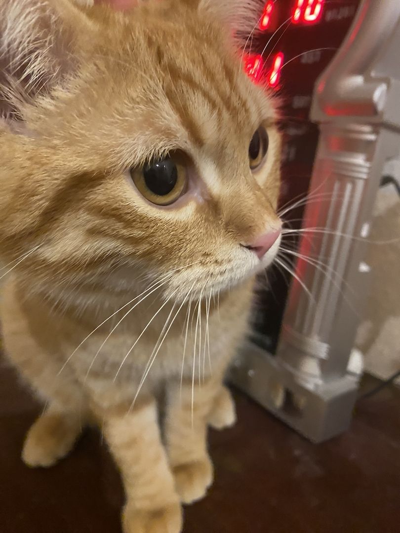 Junger red Tabby cat sucht neues Zuhause