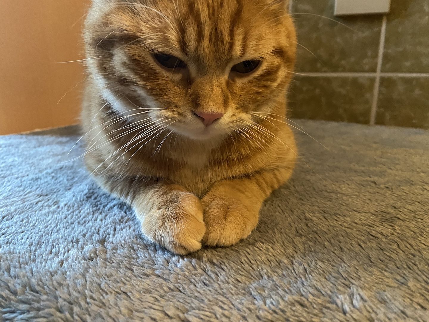 Junger red Tabby cat sucht neues Zuhause