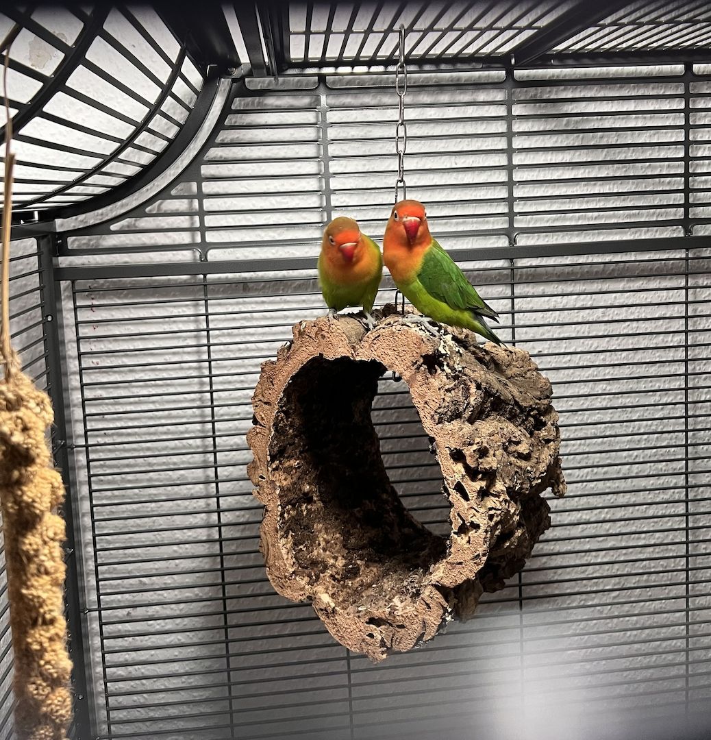 Sisi und Franzl suchen ein neues Zuhause