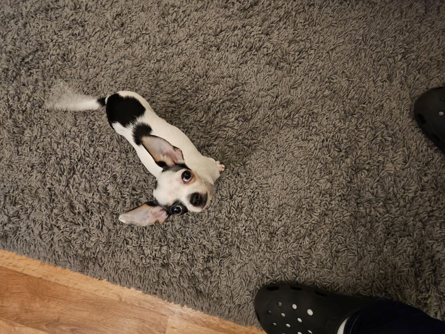 Chihuahua mädchen sucht neues zu Hause