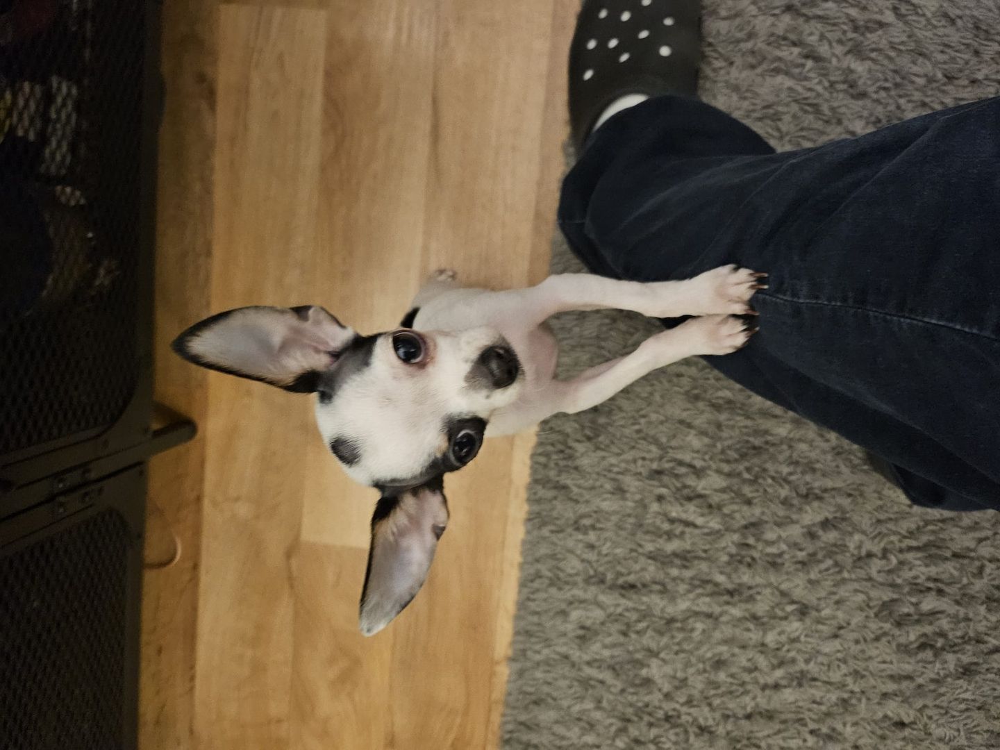 Chihuahua mädchen sucht neues zu Hause