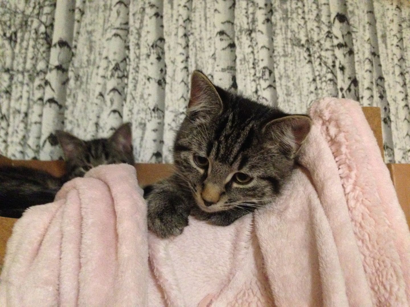 Zwei süße Katerchen suchen neues Zuhause mit liebevolen Besitzer