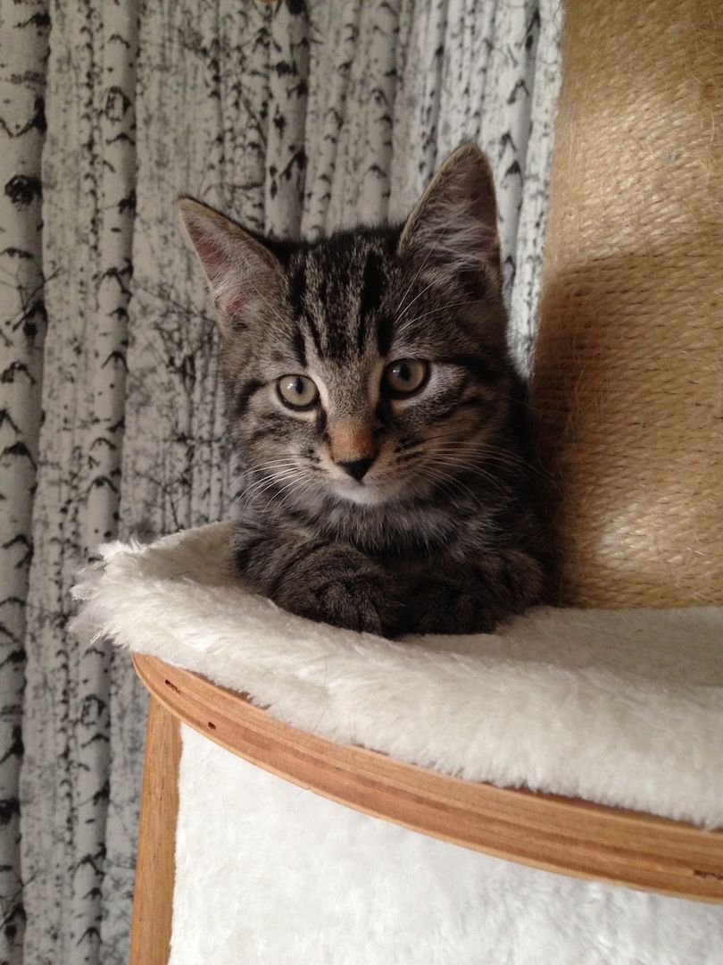 Zwei süße Katerchen suchen neues Zuhause mit liebevolen Besitzer