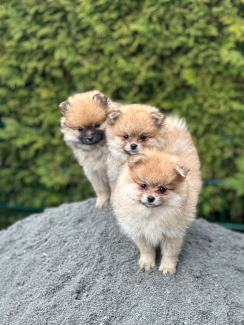 Pomeranian Zwergspitz Welpen
