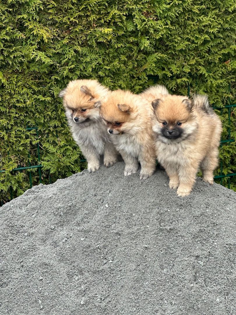 Pomeranian Zwergspitz Welpen