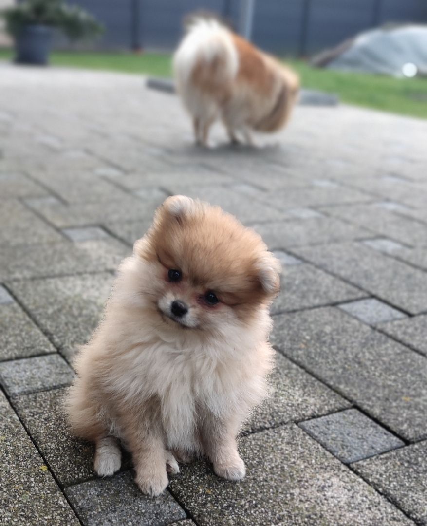 Pomeranian Zwergspitz Welpen