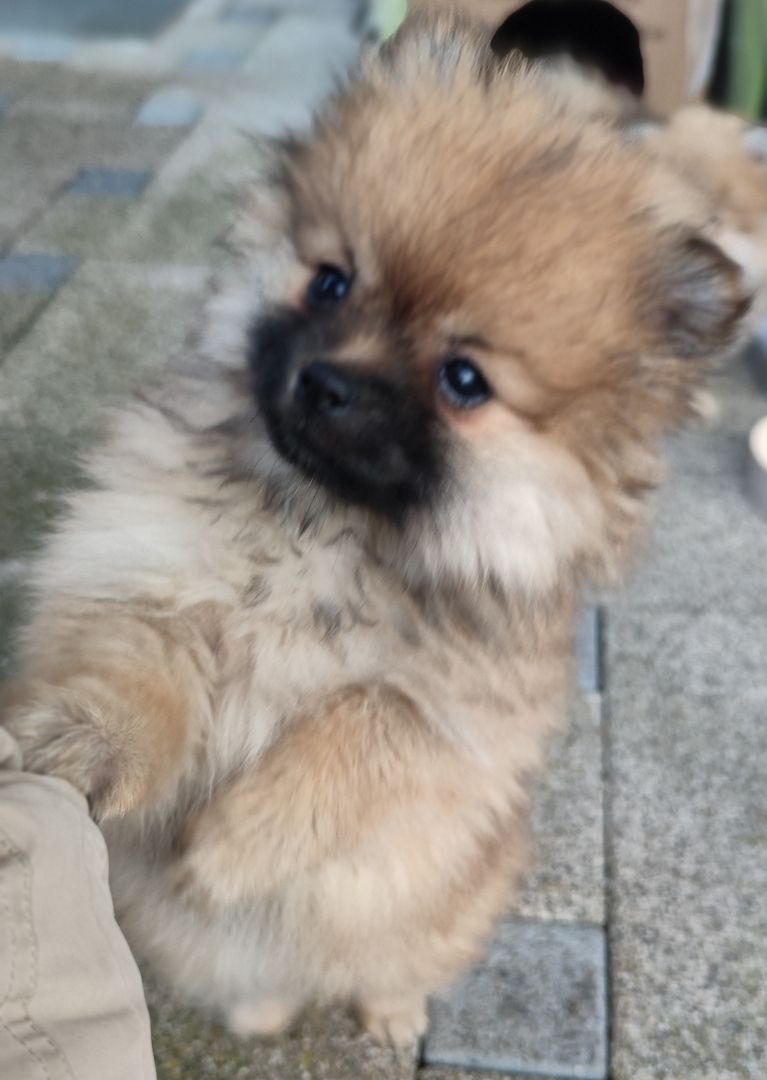 Pomeranian Zwergspitz Welpen