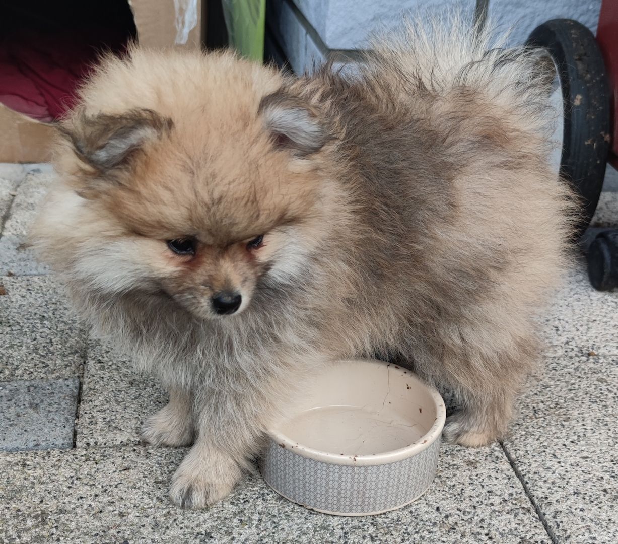 Pomeranian Zwergspitz Welpen