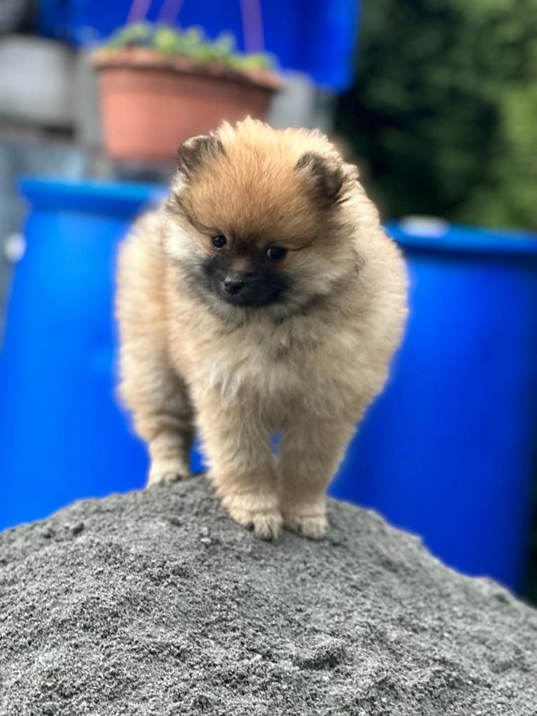 Pomeranian Zwergspitz Welpen