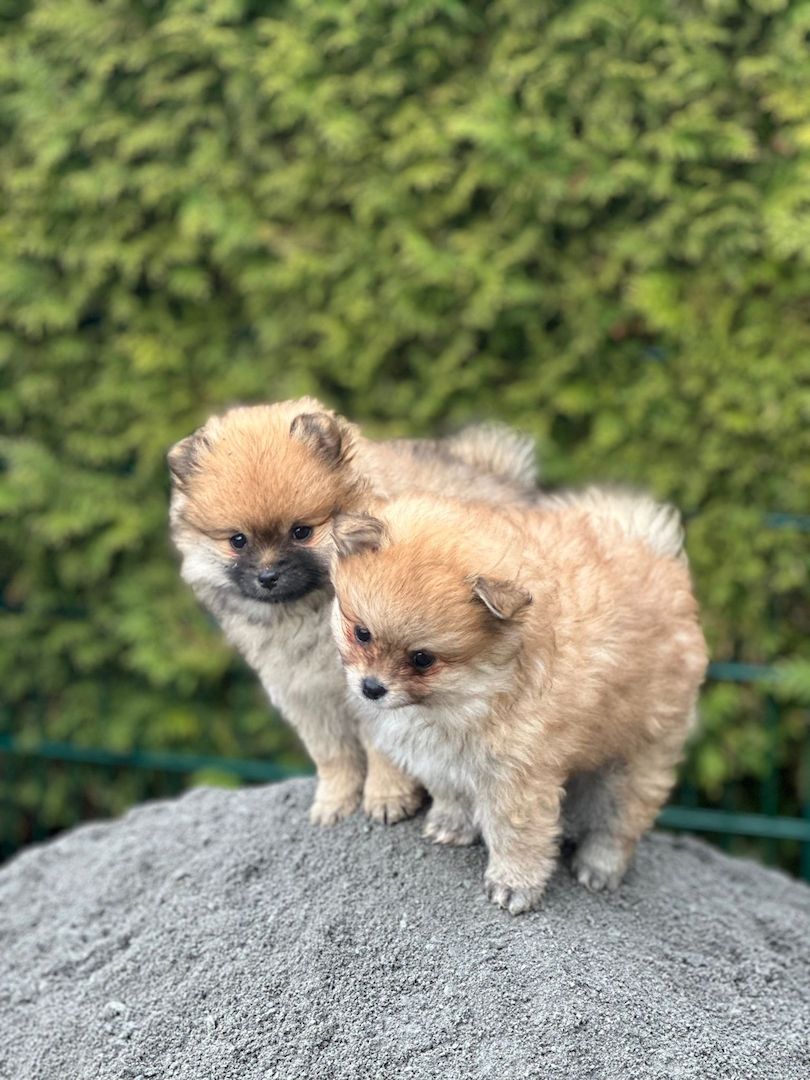 Pomeranian Zwergspitz Welpen