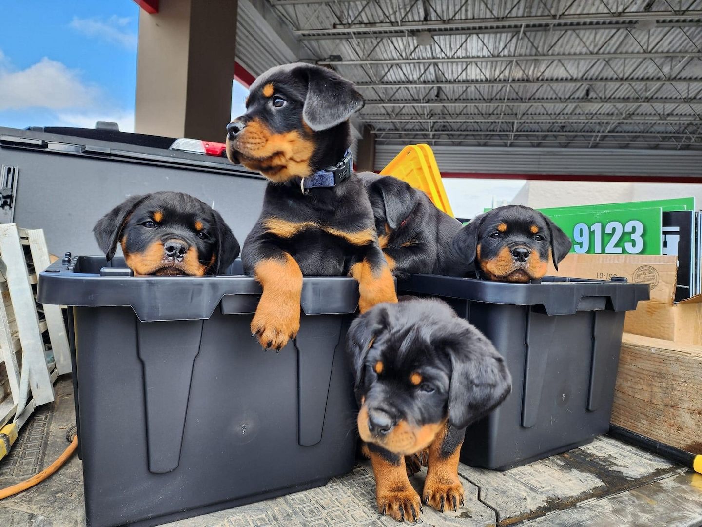Rottweiler Welpen aus der Landwirtschaft WhatsApp-Nummer +31684935138