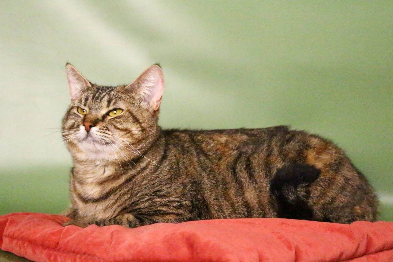 Katze getigert zum abgeben