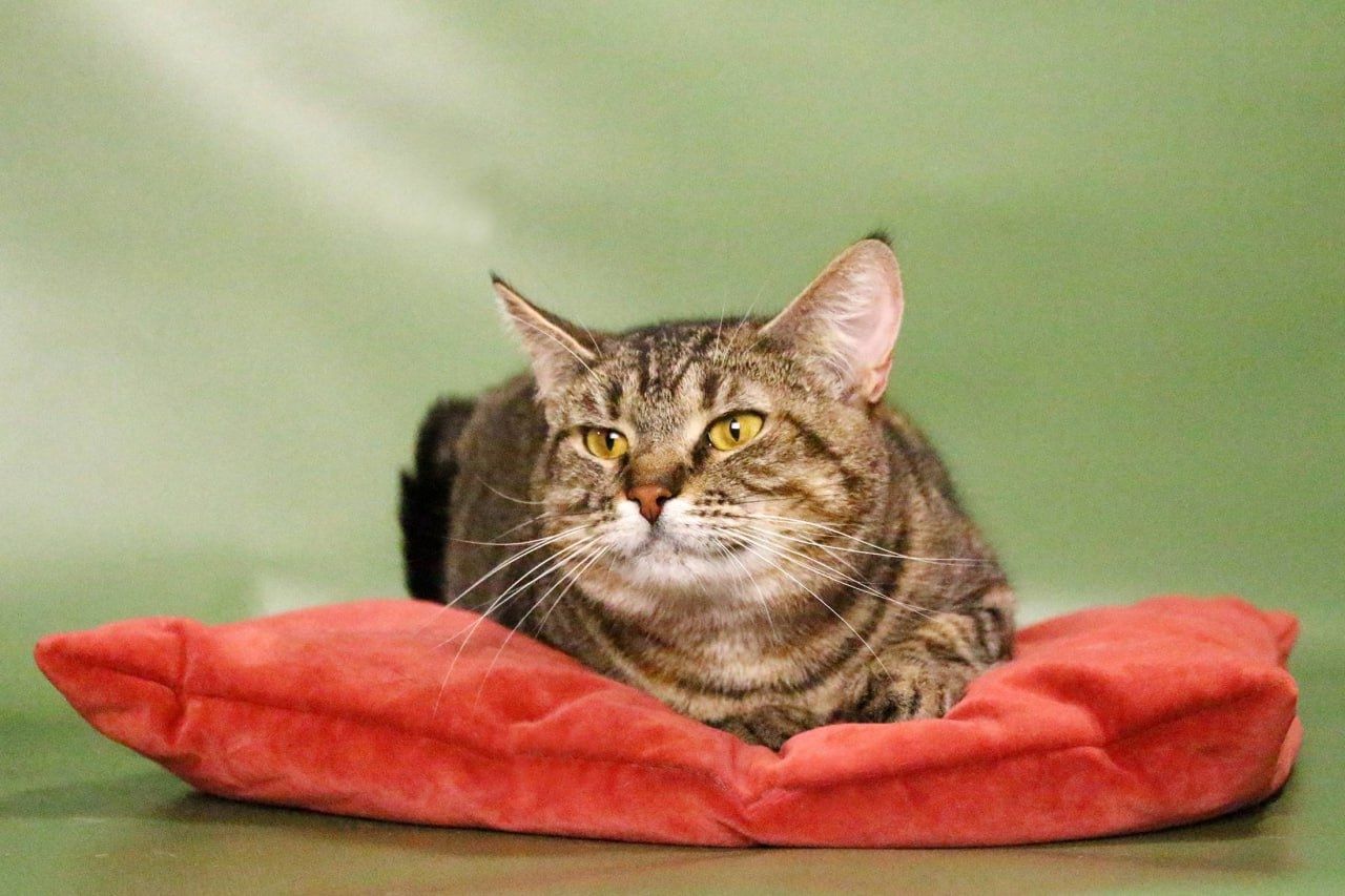 Katze getigert zum abgeben