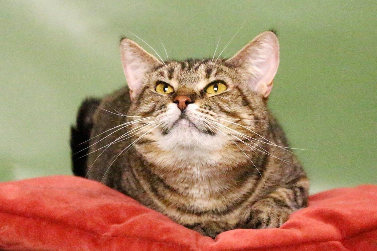 Katze getigert zum abgeben