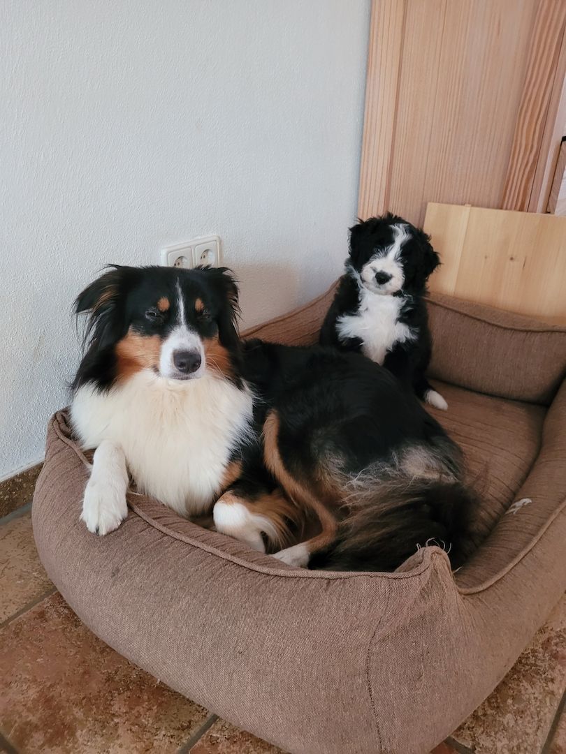 AUSSIEDOODLE  Welpe Standart F1 UMZUGSBEREIT AUSSIEDOODLE  Welpe Standart F1 UMZUGSBEREIT
