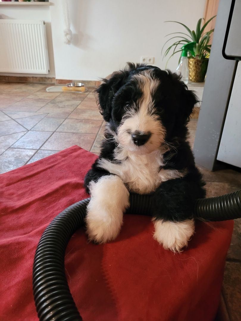 AUSSIEDOODLE  Welpe Standart F1 UMZUGSBEREIT AUSSIEDOODLE  Welpe Standart F1 UMZUGSBEREIT