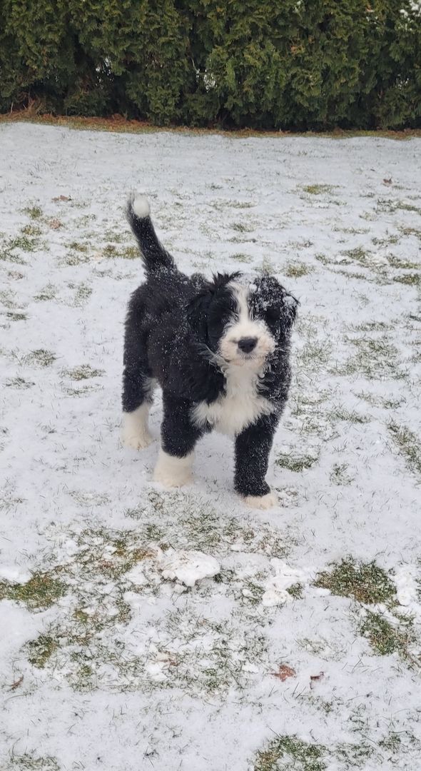 AUSSIEDOODLE  Welpe Standart F1 UMZUGSBEREIT AUSSIEDOODLE  Welpe Standart F1 UMZUGSBEREIT