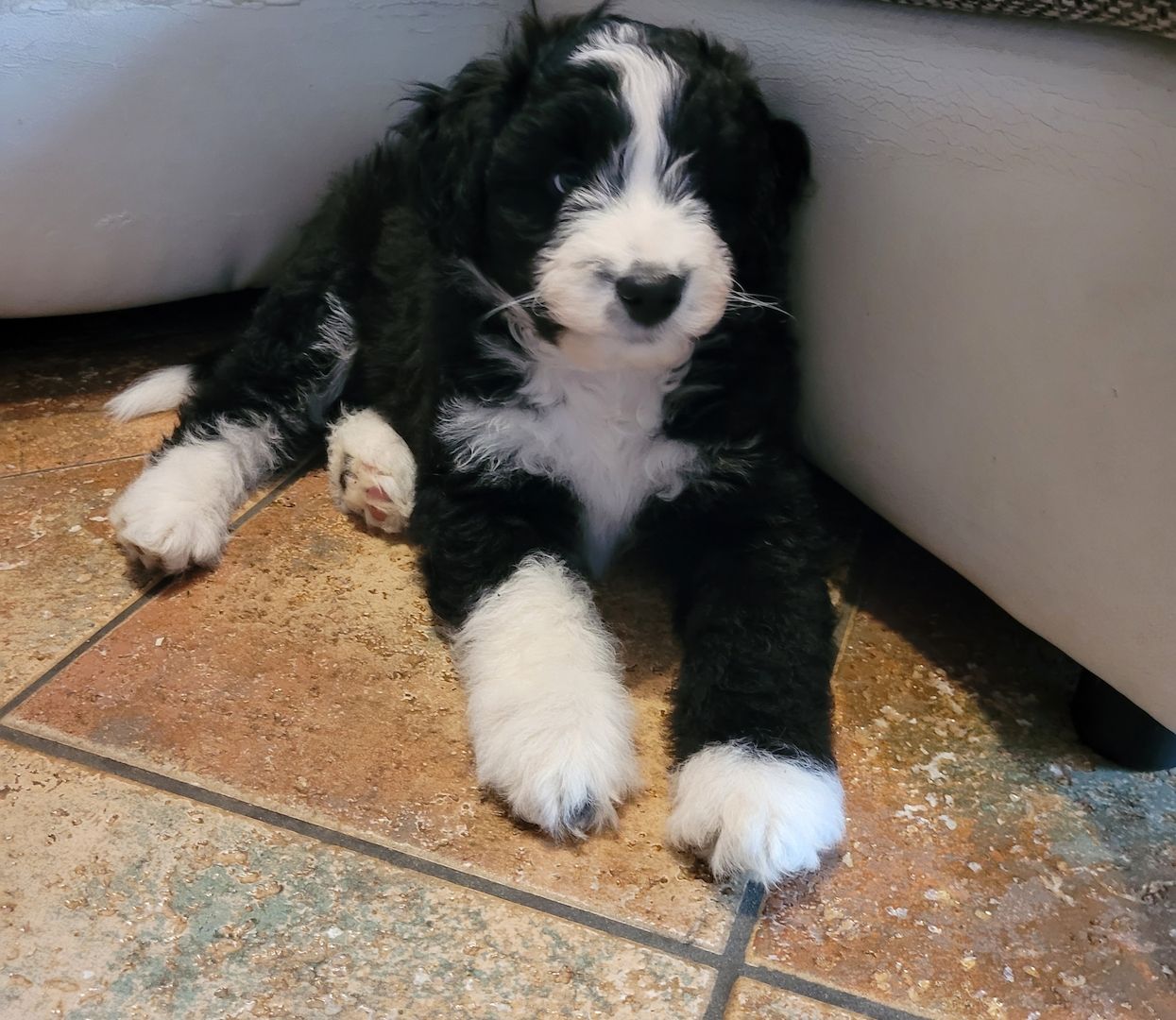 AUSSIEDOODLE  Welpe Standart F1 UMZUGSBEREIT AUSSIEDOODLE  Welpe Standart F1 UMZUGSBEREIT