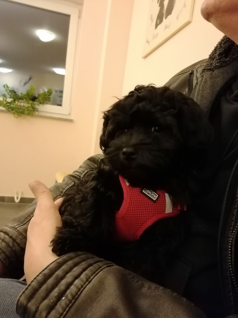 Bolonka Zwetna Welpe