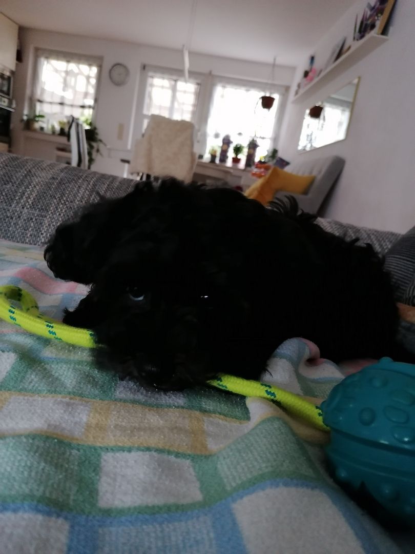 Bolonka Zwetna Welpe