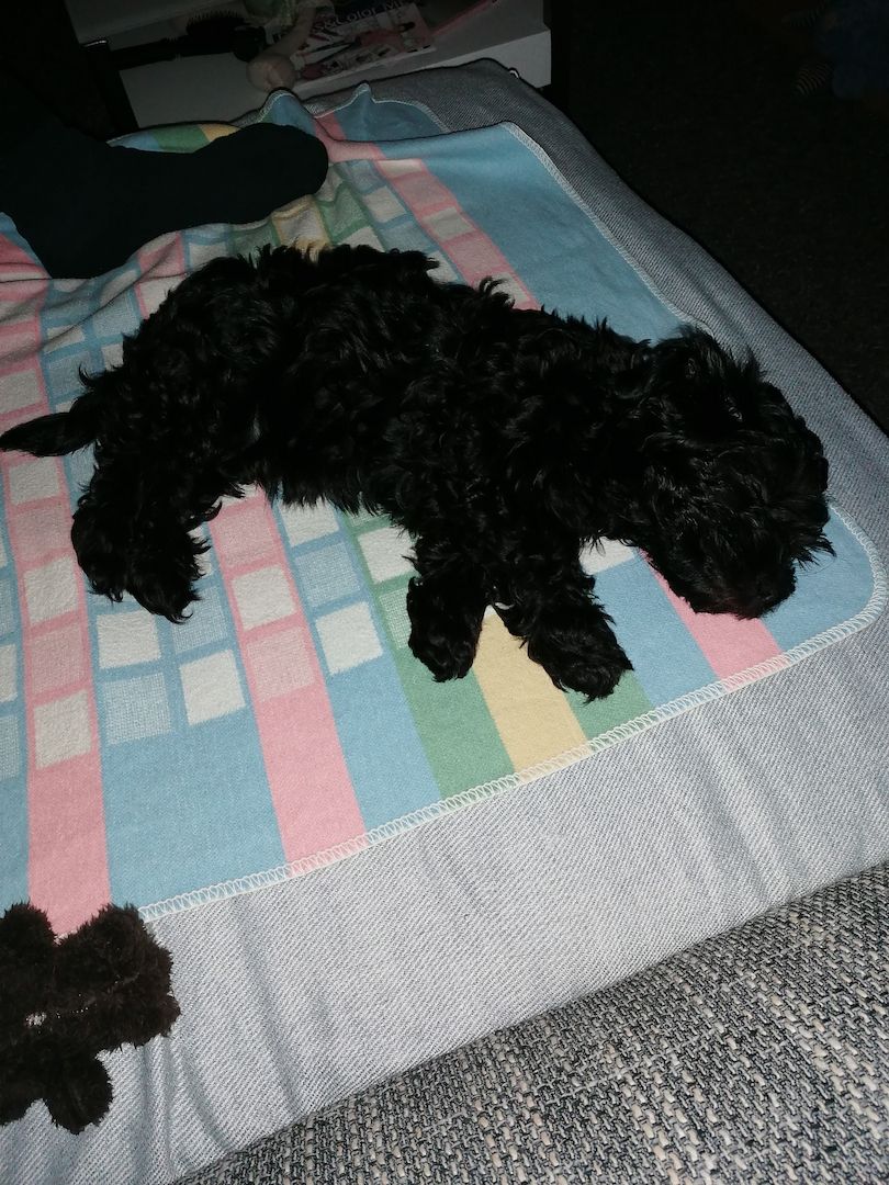 Bolonka Zwetna Welpe