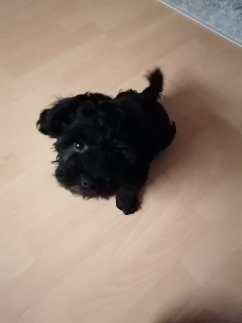 Bolonka Zwetna Welpe