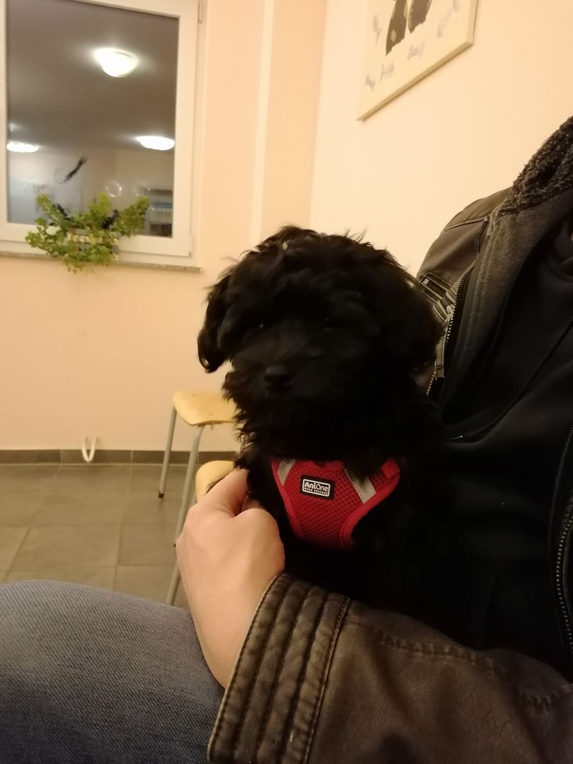 Bolonka Zwetna Welpe