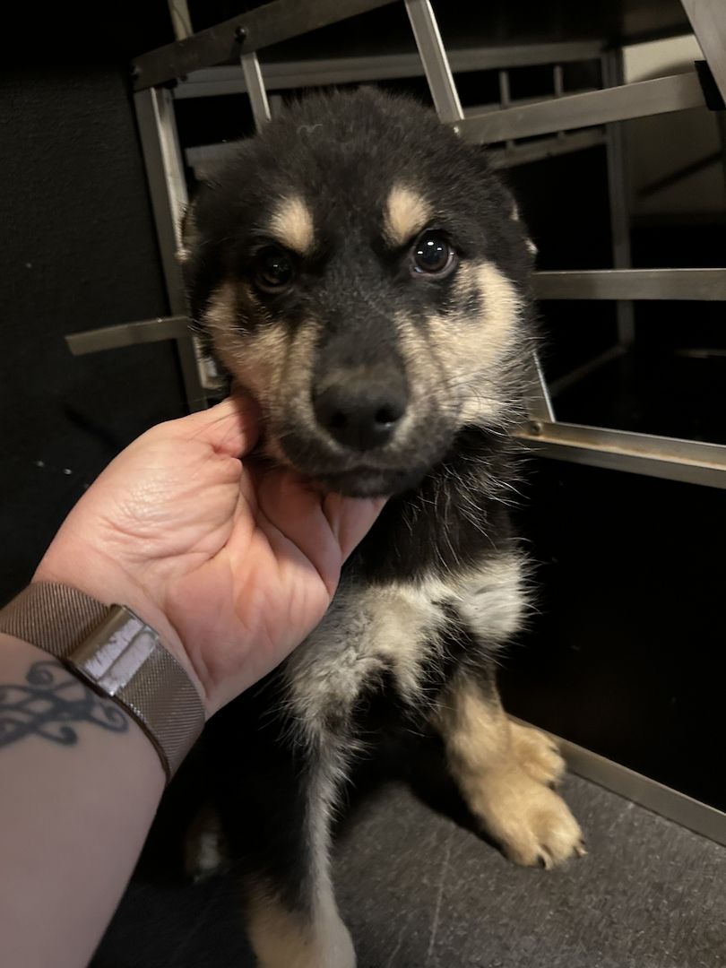 Sibirischer Husky Deutscher Schäferhundmix Sibirischer Husky Deutscher Schäferhundmix