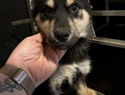 Sibirischer Husky Deutscher Schäferhundmix