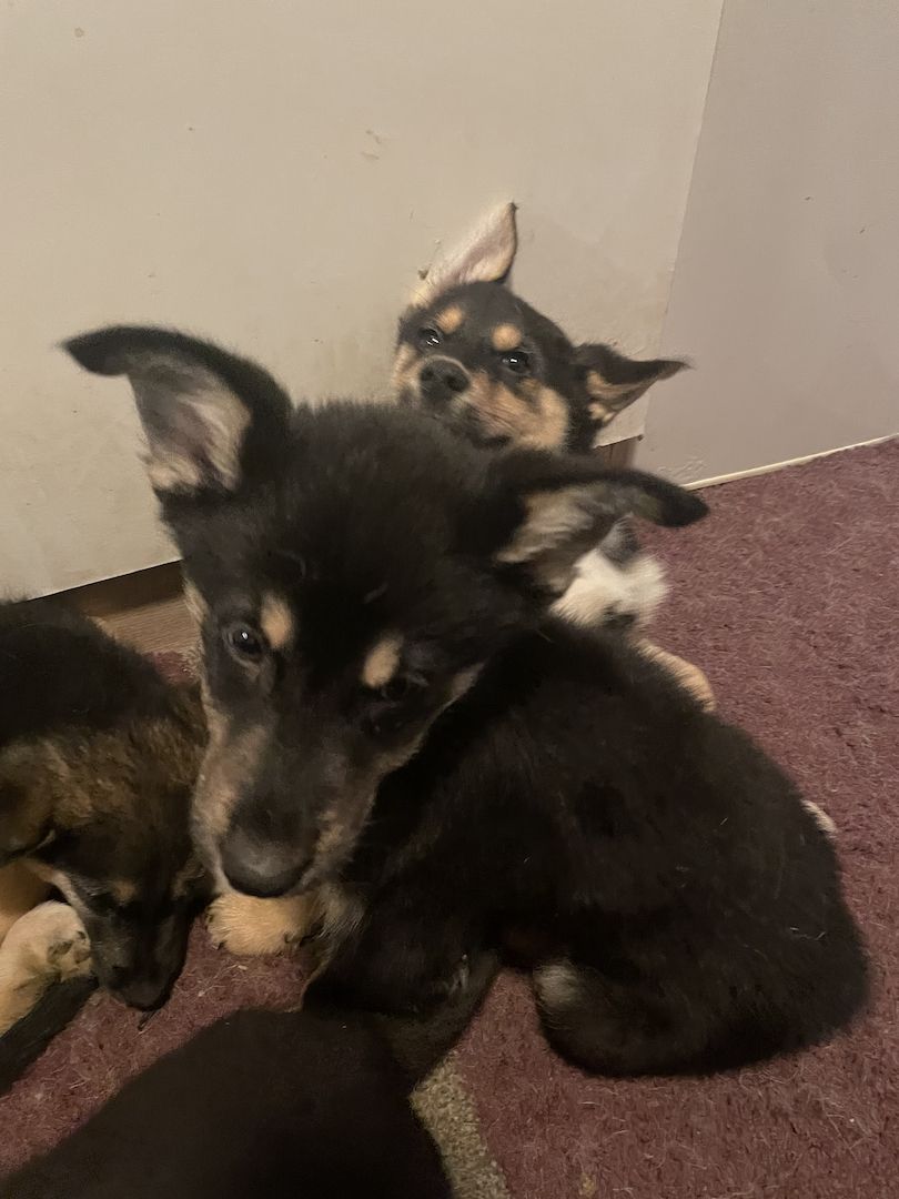 Sibirischer Husky Deutscher Schäferhundmix Sibirischer Husky Deutscher Schäferhundmix