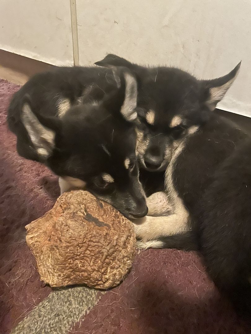 Sibirischer Husky Deutscher Schäferhundmix Sibirischer Husky Deutscher Schäferhundmix