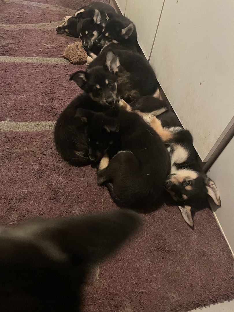 Sibirischer Husky Deutscher Schäferhundmix Sibirischer Husky Deutscher Schäferhundmix