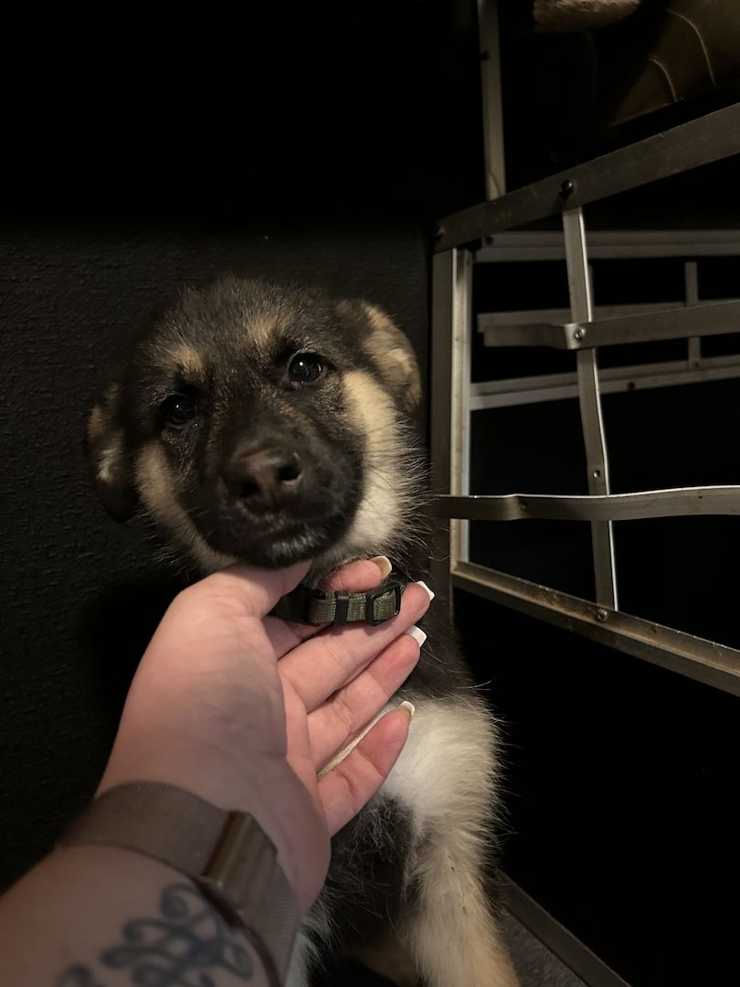 Sibirischer Husky Deutscher Schäferhundmix Sibirischer Husky Deutscher Schäferhundmix