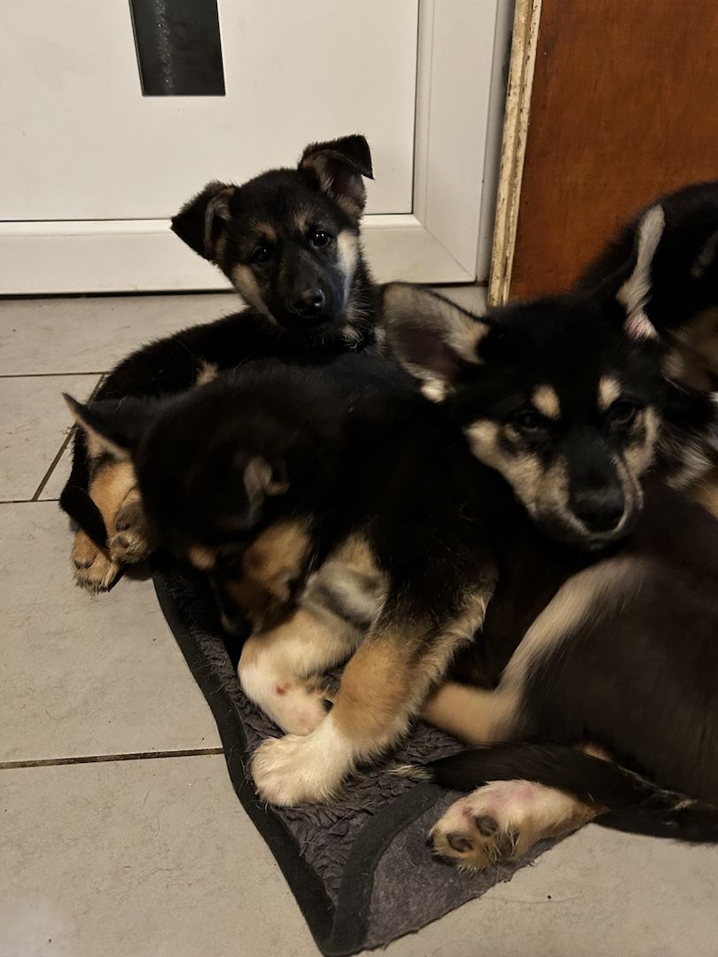 Sibirischer Husky Deutscher Schäferhundmix Sibirischer Husky Deutscher Schäferhundmix