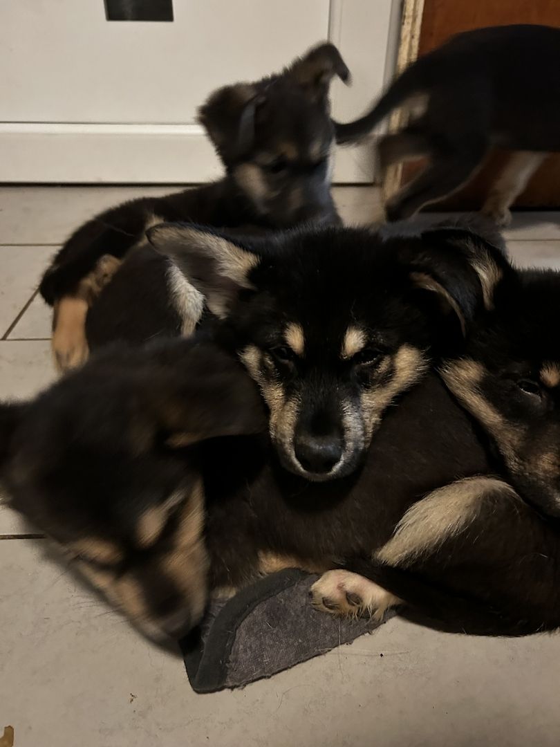 Sibirischer Husky Deutscher Schäferhundmix Sibirischer Husky Deutscher Schäferhundmix