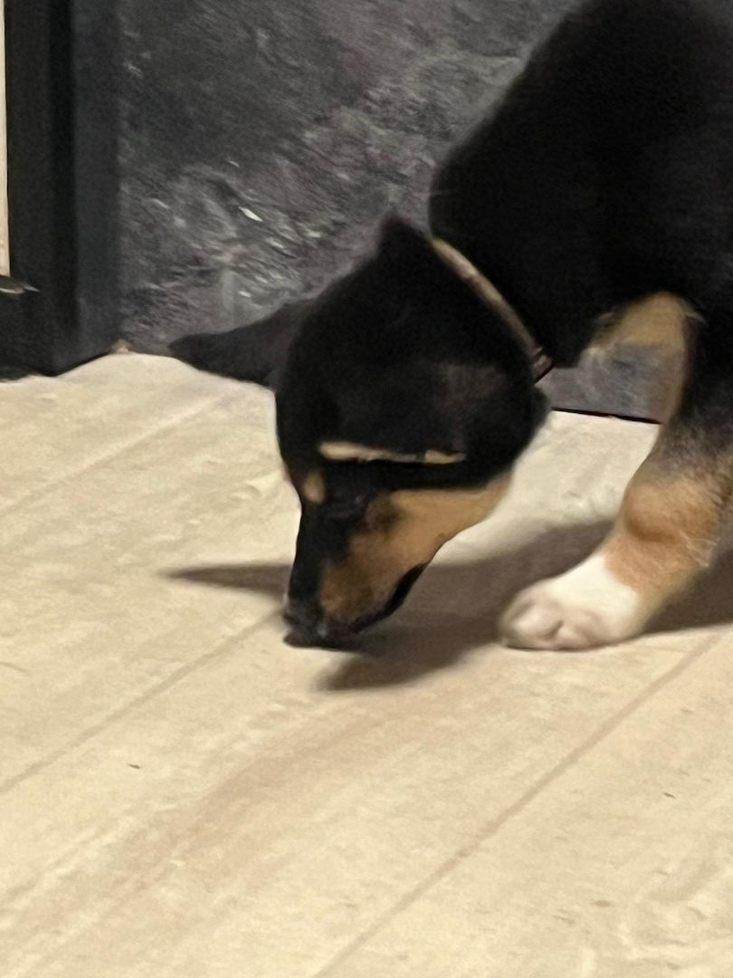 Sibirischer Husky Deutscher Schäferhundmix Sibirischer Husky Deutscher Schäferhundmix