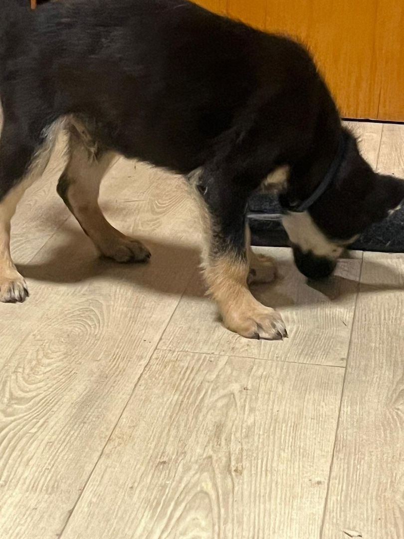 Sibirischer Husky Deutscher Schäferhundmix Sibirischer Husky Deutscher Schäferhundmix