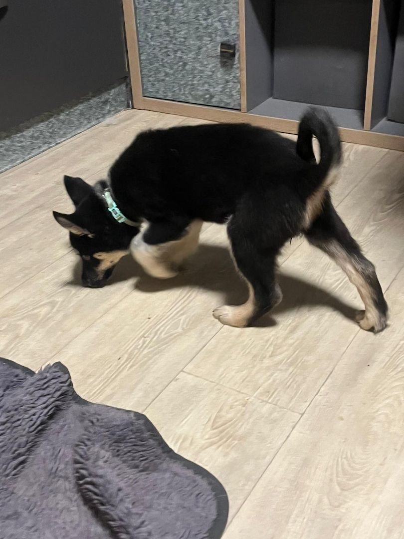 Sibirischer Husky Deutscher Schäferhundmix Sibirischer Husky Deutscher Schäferhundmix