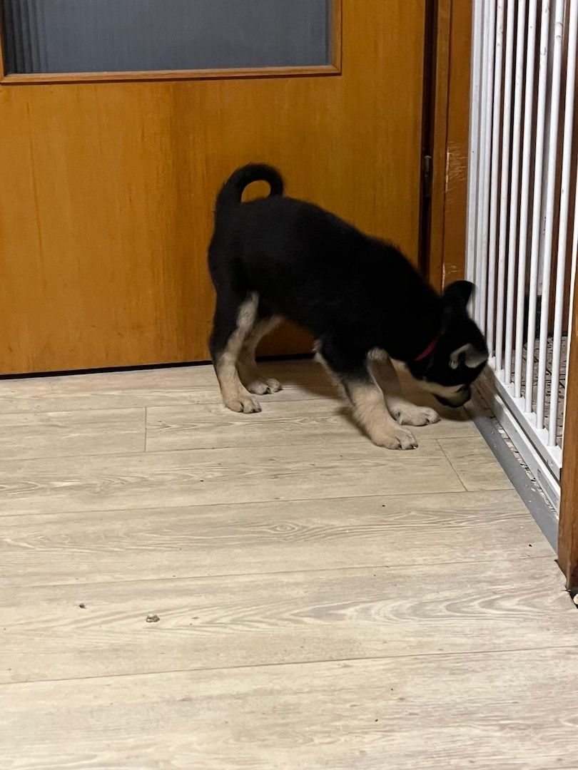 Sibirischer Husky Deutscher Schäferhundmix Sibirischer Husky Deutscher Schäferhundmix