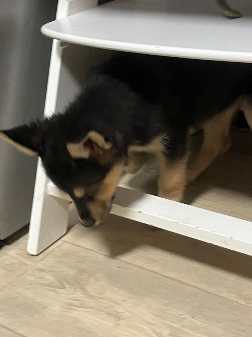 Sibirischer Husky Deutscher Schäferhundmix Sibirischer Husky Deutscher Schäferhundmix