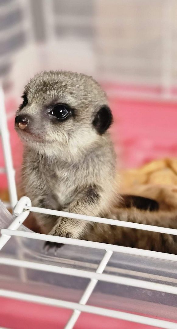 Erdmännchen verfügbar Erdmännchen verfügbar