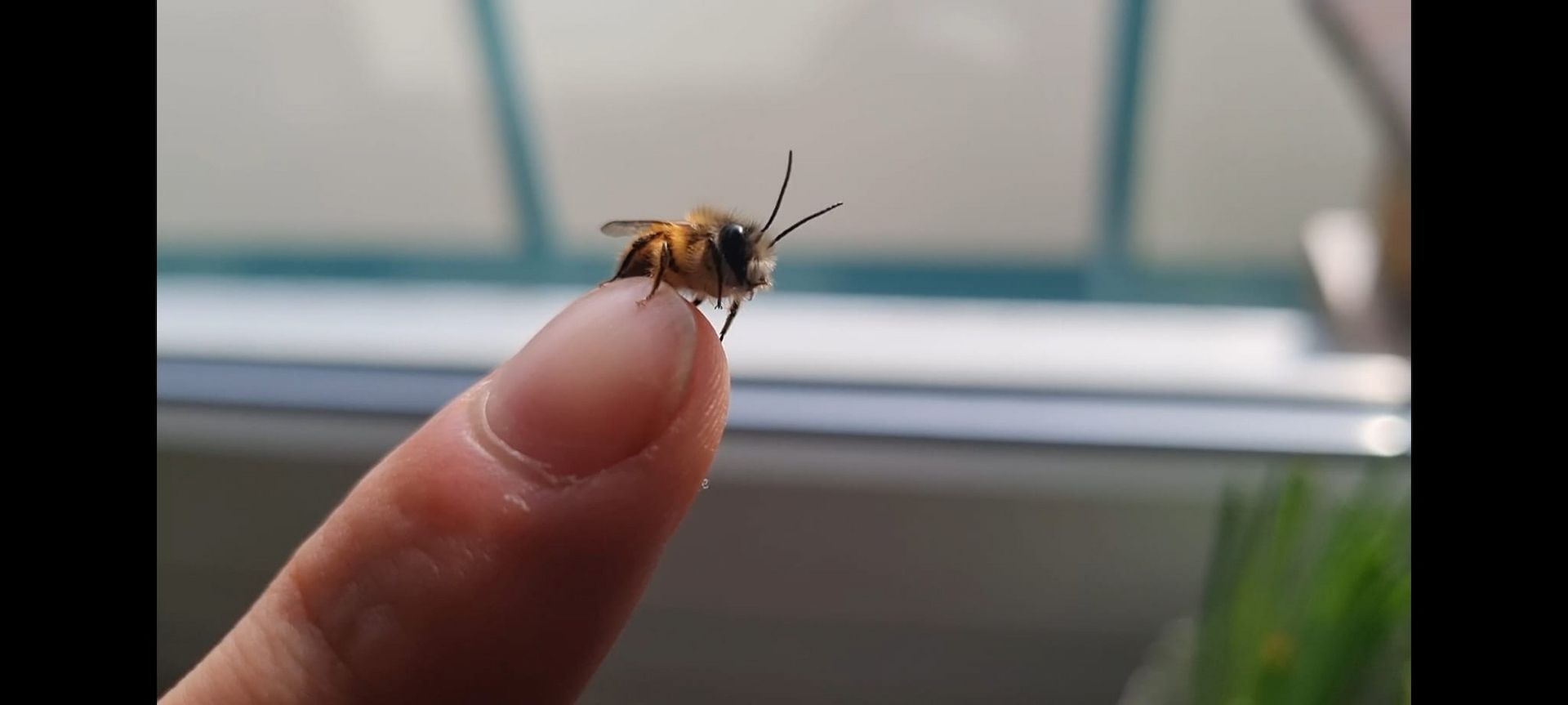 200 Kokons Osmia bicornis, Rote Mauerbiene, Wildbiene, Bestäuber, Insektenhotel