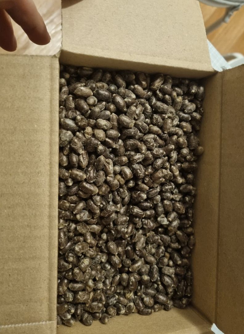 200 Kokons Osmia bicornis, Rote Mauerbiene, Wildbiene, Bestäuber, Insektenhotel