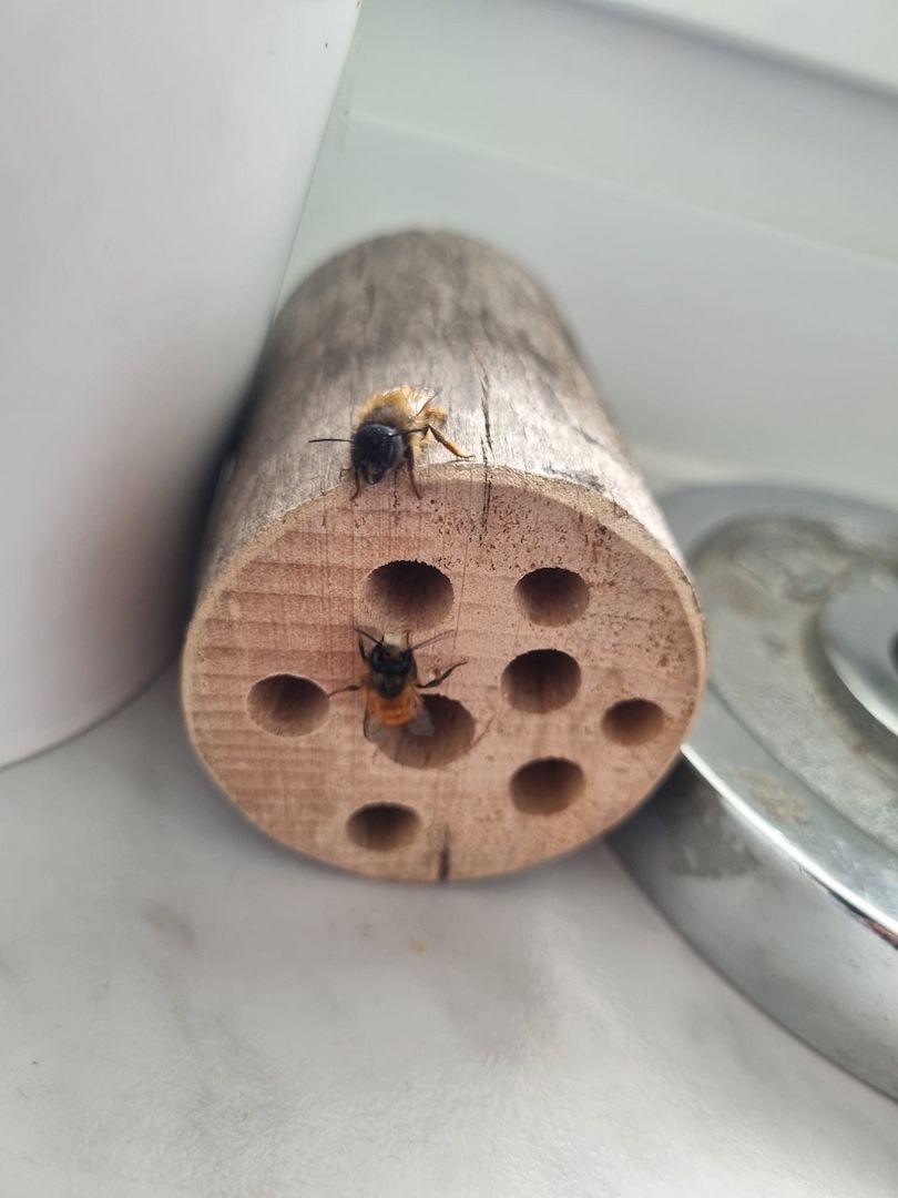 200 Kokons Osmia bicornis, Rote Mauerbiene, Wildbiene, Bestäuber, Insektenhotel