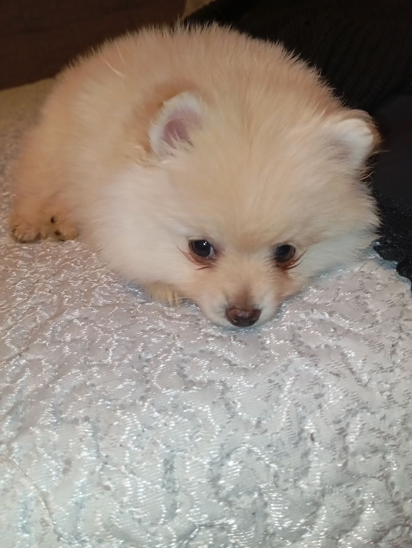 Zwergspitz pomeranian warten auf ihre neuen familien Zwergspitz pomeranian warten auf ihre neuen familien