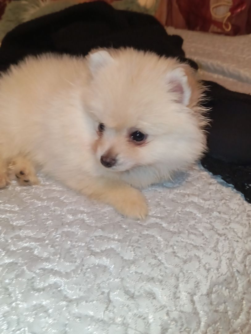 Zwergspitz pomeranian warten auf ihre neuen familien Zwergspitz pomeranian warten auf ihre neuen familien