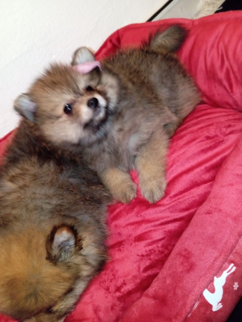 Zwergspitz pomeranian warten auf ihre neuen familien Zwergspitz pomeranian warten auf ihre neuen familien