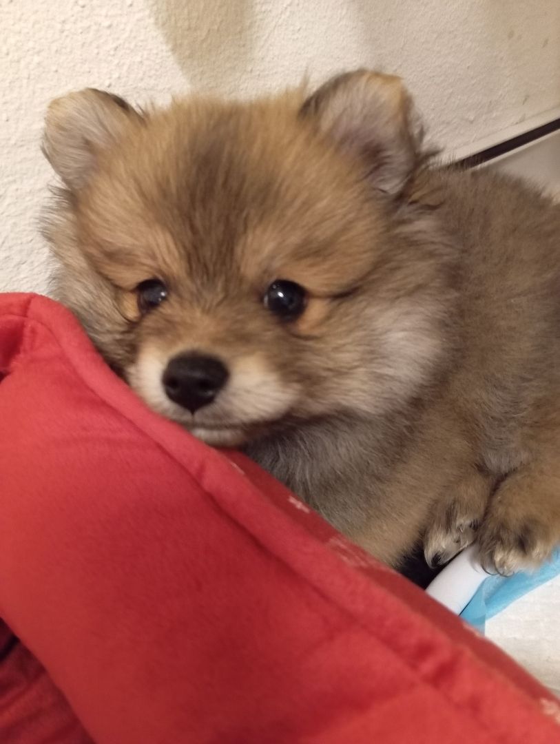 Zwergspitz pomeranian warten auf ihre neuen familien Zwergspitz pomeranian warten auf ihre neuen familien