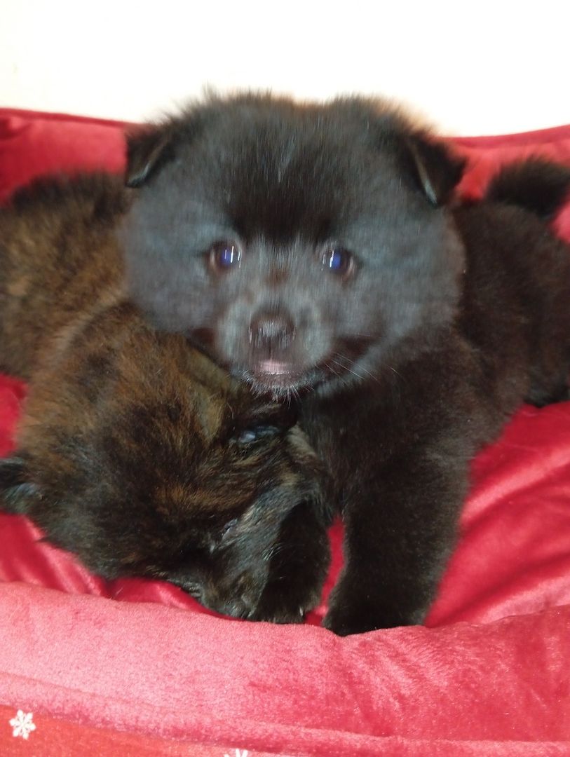 Zwergspitz pomeranian warten auf ihre neuen familien Zwergspitz pomeranian warten auf ihre neuen familien