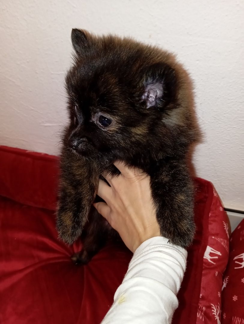 Zwergspitz pomeranian warten auf ihre neuen familien Zwergspitz pomeranian warten auf ihre neuen familien